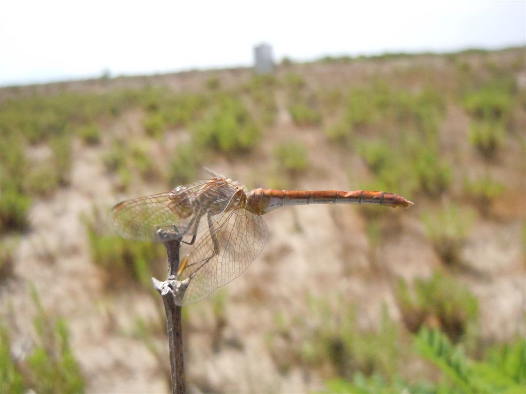Sympetrum meridionale?